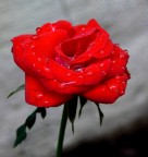 Red Rose Red Rose