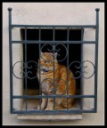 Gatto in prigione Gatto in prigione