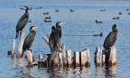 Oasi wwf di burano - capalbio