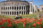 teatro di marcello e sinagoga, scatto del 3 maggio 2006. i papaveri sono durati per una settimana