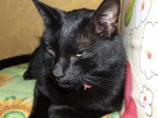 Micia