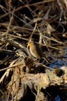 Pettirosso - Erithacus rubecula Pettirosso - Erithacus rubecula