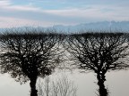 Dalla collina di Superga (TO), la nebbia si dirada lasciando intravvedere le montagne che sembrano appoggiate agli alberi spogli .... e Torino rimane immersa nella nebbia piu` fitta ...