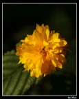 Un punto di giallo