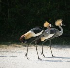 che uccelli sono ? che uccelli sono ?