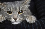 MIAO3 MIAO3