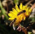 Tempi Duri..... Tempi Duri.....