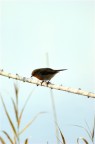 Pettirosso - Erithacus rubecula Pettirosso - Erithacus rubecula
