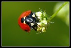 Coccinella Coccinella
