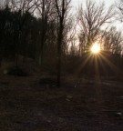 Nascosto tra gli alberi Nascosto tra gli alberi