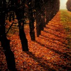 l'ultimo autunno l'ultimo autunno