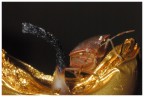 Cimice natalizia Cimice natalizia
