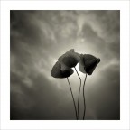 Papaveri, Studio 1, Calcinaia, 2006. Papaveri, Studio 1, Calcinaia, 2006.