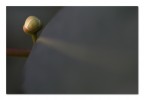 La luna tra le foglie