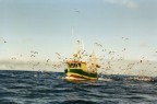 il pescereccio il pescereccio