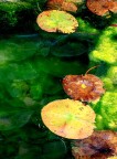...quasi Monet....
