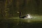 Cormorano Cormorano
