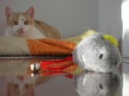 coolpix 4600, con il terrore che l'infame scattasse verso il topo travolgendo pure la macchina, che giaceva sul mobile con l'autoscatto impostato, causa poca luce... teoricamente i riflessi non dovevano venire mozzati ma finiva il mobile e non avevo altro su cui poggiare la macchina... comunque sarebbe venuto un troiaio in ogni caso, non essendo il mobile una superficie unica bens pi mobili affiancati, con consequenze nefaste sui riflessi...