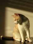 sempre mattina, sempre gattila, sempre un troiaio...

questa dovrei averla fatta con la modalit "alba" per mettere in risalto il colore del pelo...