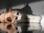 sempre il solito gatto, sempre il solito mobile, sempre la mattina...

questa non mi sarebbe dispiaciuta perch la luce era tale da coprire il punto in cui si passava dal gatto vero e proprio al riflesso dello stesso sul mobile, per  venuta un troiaio perch 
A) sulla sinistra si vede chiaramente lo stacco tra i due mobili affiancati 
B) il riflesso mestamente mozzato perch un millimetro pi sotto finiva il mobile e avrei inquadrato il pavimento bianco, che era un pugno in un occhio