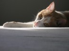questa non mi dispiacerebbe, ma mi sembra troppo vuota sulla parte bassa... non che potessi farci granch, pi in alto iniziava la finestra, quindi o cos o mi attaccavo... esiste anche la versione con il gatto in posizione diversa, che probabilmente riempie meglio la foto, ma mi piaceva maggiormente in questa posa qua...