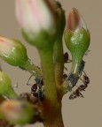 Colonia di formiche che allevano afidi, proteggendoli dai predatori e nutrendosi del loro nettare; semplicemente meravigliose; dove si trovano? su una pianta grassa appartenente ai miei genitori, e cos i soggeti x l'inverno non mancano mai. :ciapet: