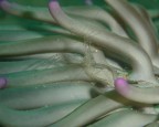 Gambreretto (Periclimenes amethysteus) su anemone