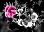 Giochi di Fiori Giochi di Fiori