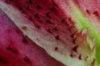 Fiore - particolare Fiore - particolare