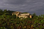 Vendemmia Vendemmia