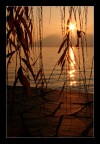 tra le foglie...
