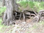 Tronco di albero secolare in Sila - Utlizzata  Coolpix SQ da 3.1 Mpixel