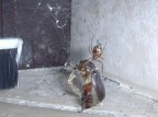 Immagine catturata in un angolo della mia casa - Utilizzata funzione macro con Coolpix SQ da 3.1 Mpixel