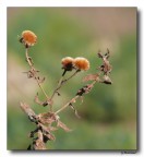 Morbidezze naturali Morbidezze naturali