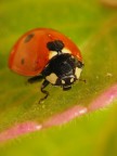 Coccinella Coccinella
