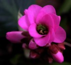 natura 01 2007 natura 01 2007