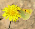 farfalla gialla