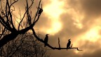 Cormorani a Torino in prima fila per assistere al tramonto.
Parco della Pellerina