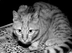 il mio leoncino il mio leoncino