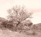 effetto seppia... effetto seppia...