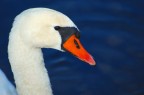 swan swan