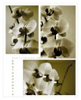 phalaenopsis phalaenopsis