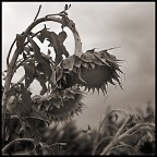 girasoli girasoli