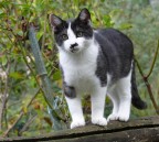Gatto Gatto