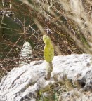 Pala di Fiche's Pala di Fiche's