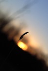La luce delle cinque La luce delle cinque