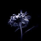 The Palm of Love The Palm of Love