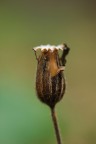 Natura morta