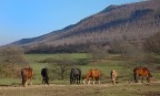una tranquilla domenica passata in un allevamento di cavalli