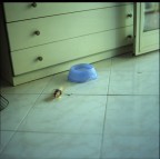 Mondo felino Mondo felino